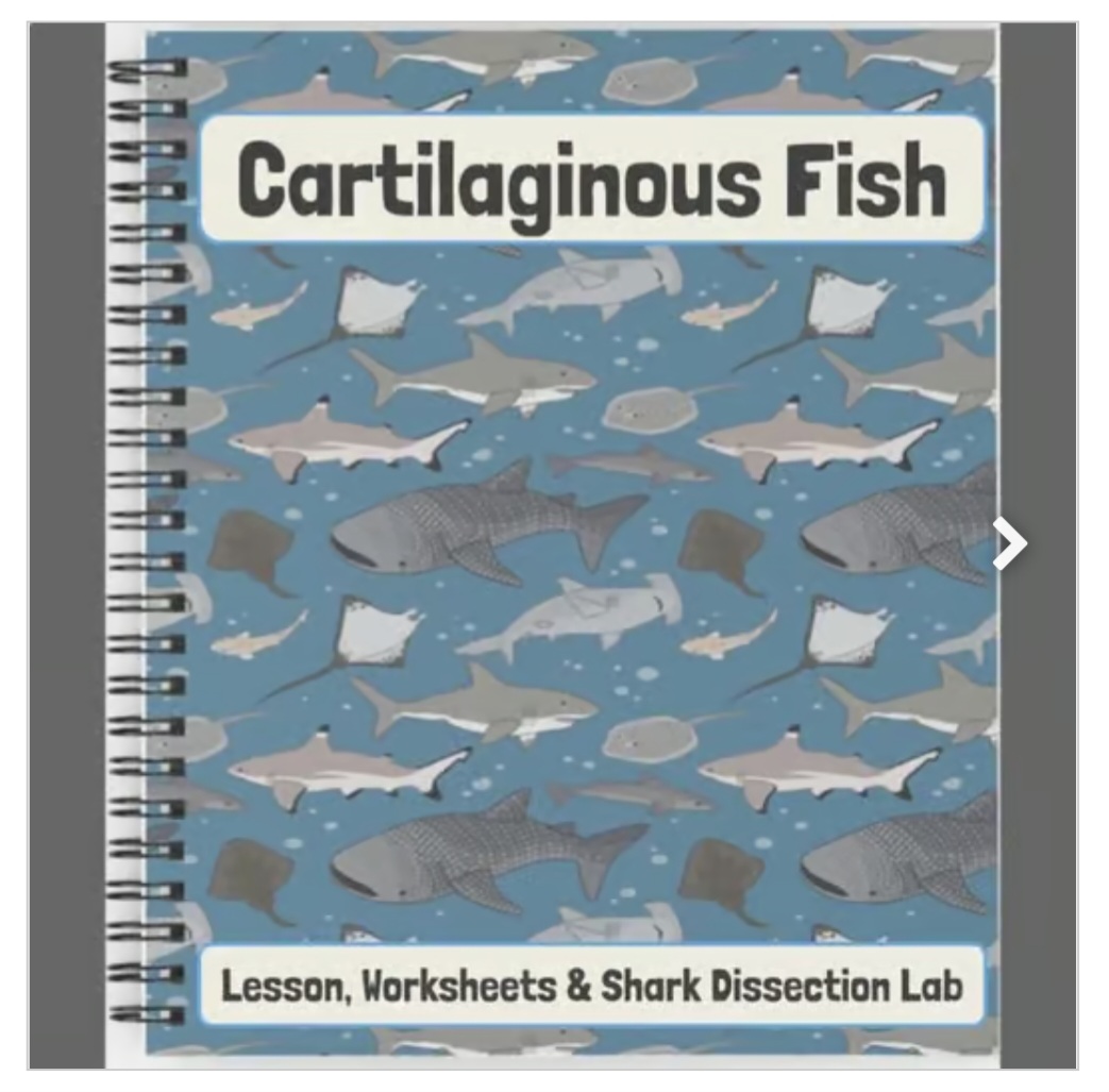Marine Biology - Cartilaginous Fish - Lesson, Worksheets & Shark ...