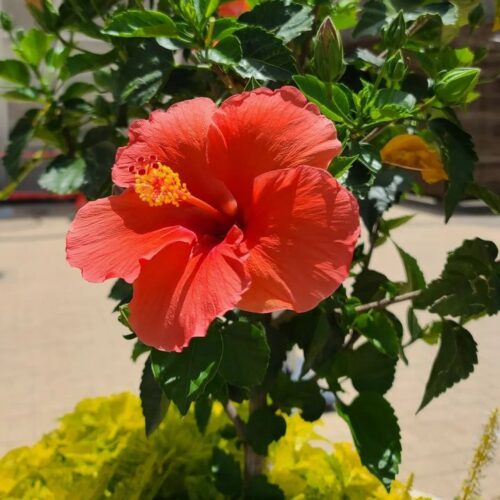 Annie Harrelson's avatar