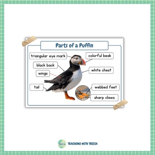 Tundra Biome - Label the Parts of Puffin- Posters & Worksheets, Bird ...