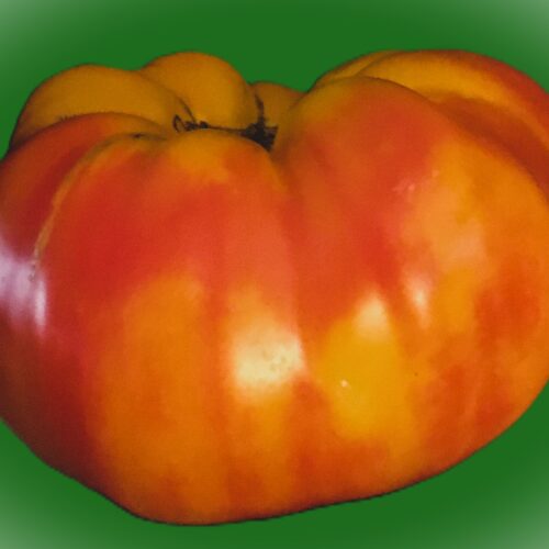 Heirloom Tomato Teacher's avatar