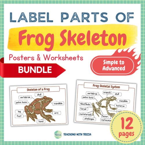 Anatomy Animal Skeletal System - Frog BUNDLE: Simple to Advanced, Worksheets's featured image