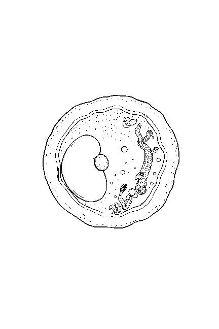 Common Core Coloring Pages HS-LS1-2, Cell theory, Prokaryotic and eukaryotic cells's featured image