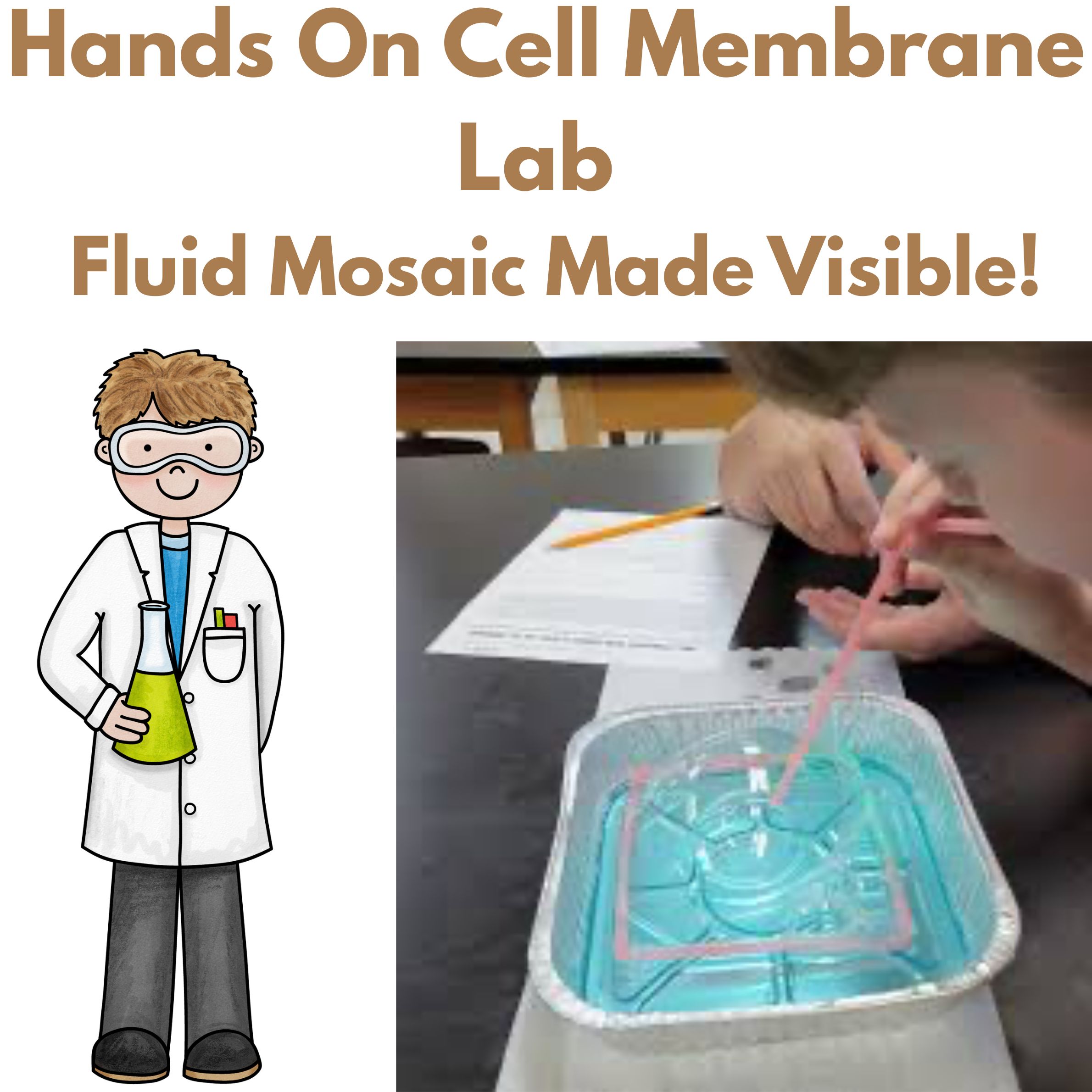 NGSS Cell Membrane Lab: Modeling Selective Permeability with Bubbles